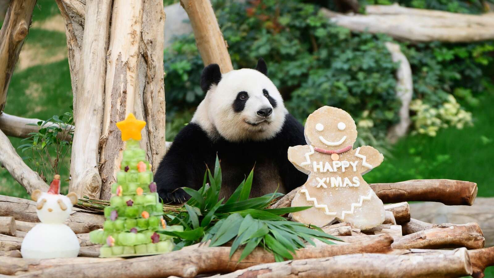 Pandas An An and Ke Ke celebrate their 1st Christmas in Hong Kong