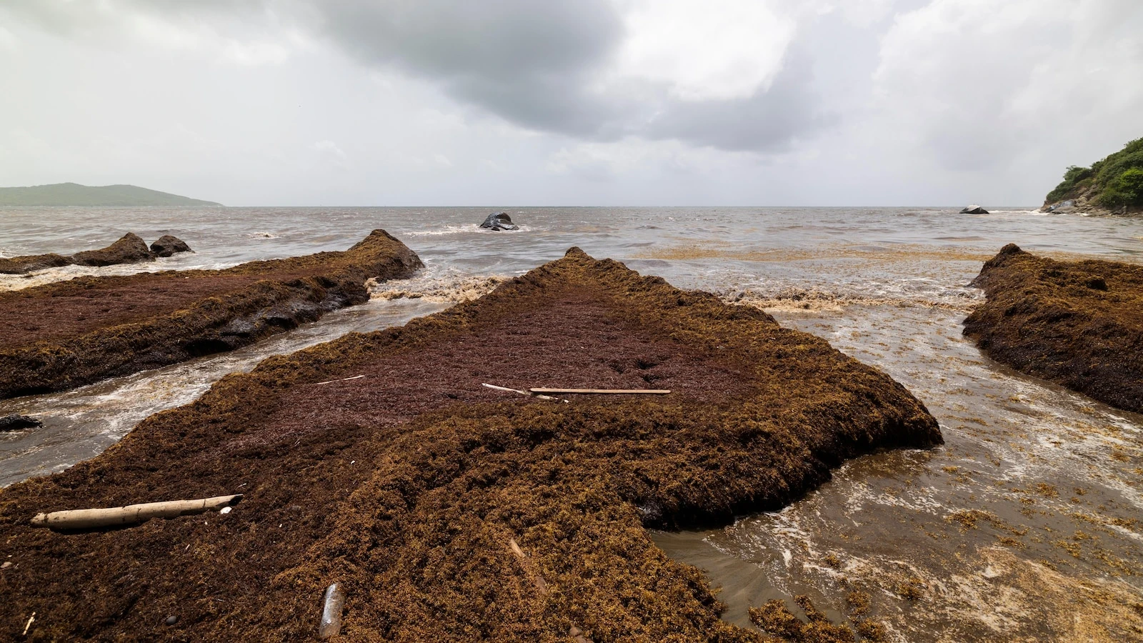 Scientists say a record amount of seaweed hit the Caribbean and nearby areas in May