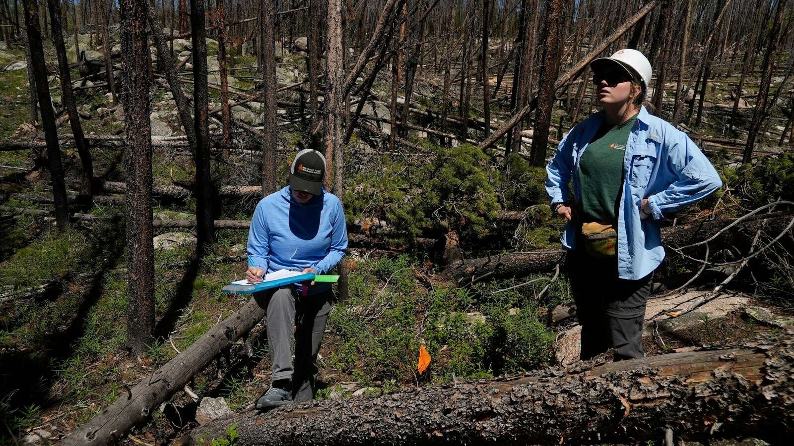 As many forests fail to recover from wildfires, replanting efforts face huge odds -- and obstaclesThe U.S. is struggling to replant forests destroyed by increasingly destructive wildfires, with some areas unlikely to recover9/27/2024 09:31:05 EDT