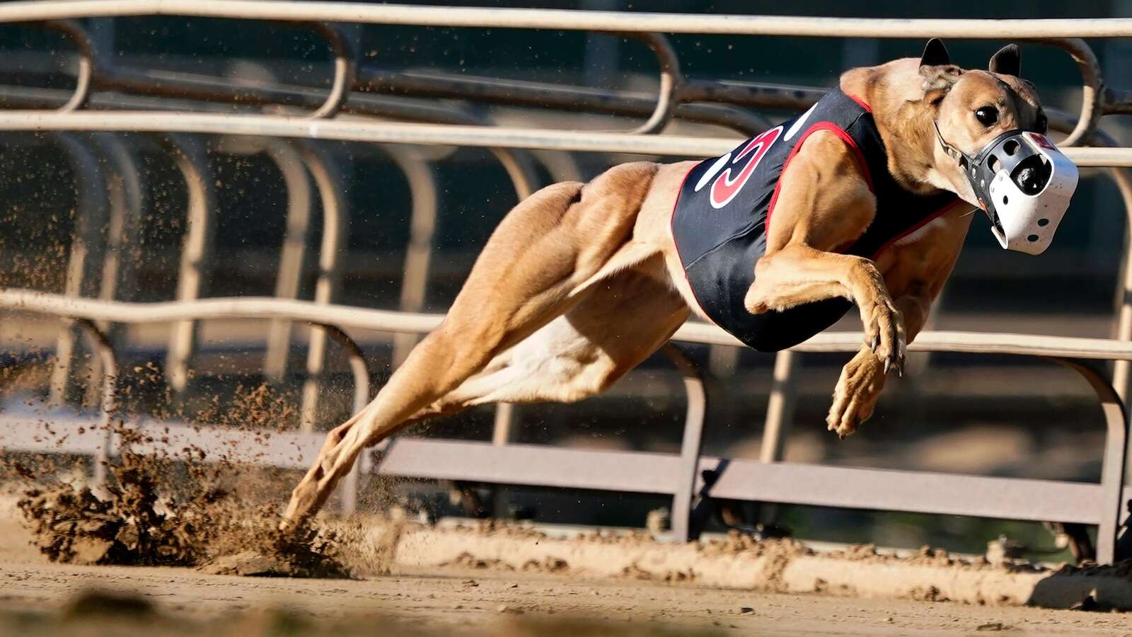 Greyhound racing is increasingly rare worldwide. New Zealand now plans to outlaw the practice