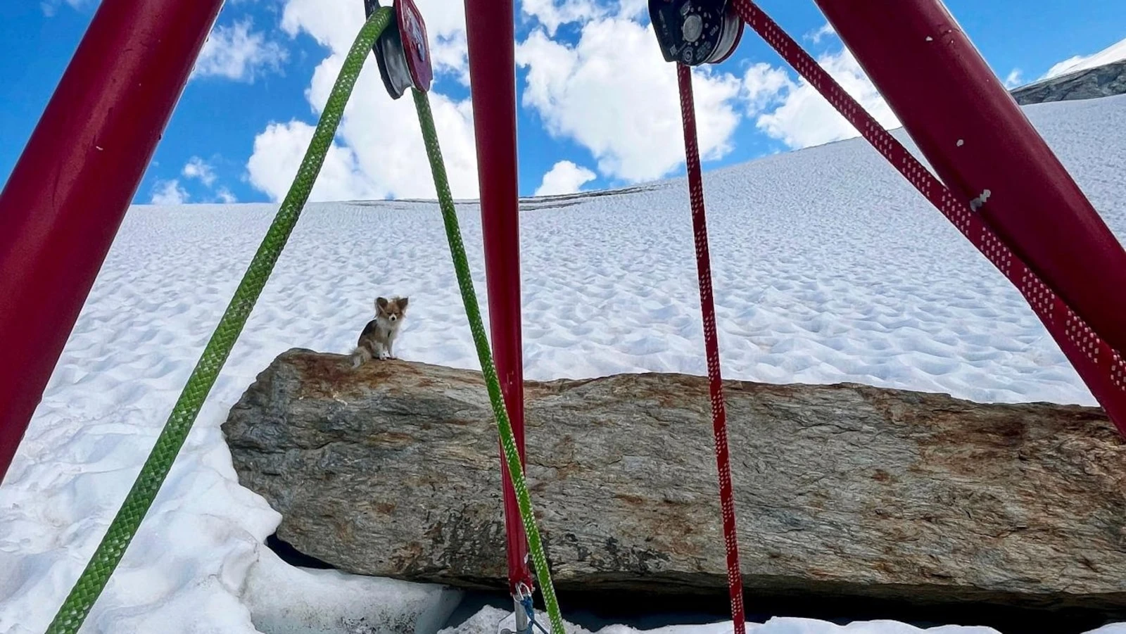A pacing dog helps Swiss rescuers find a man who fell into a glacier