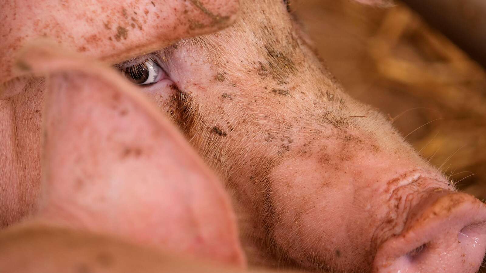 Swine fever sweeps Italy's north, threatening production of prized prosciutto and livelihoods