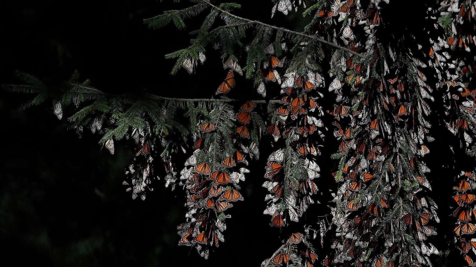 Monarch butterflies wintering in Mexico rebound this year