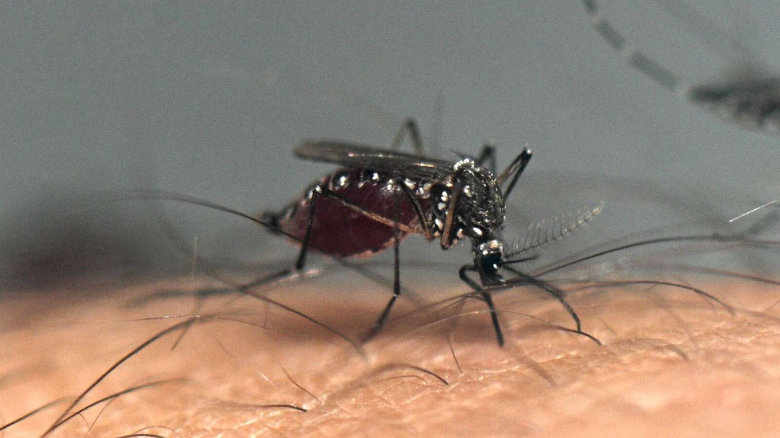 Puerto Rico issues dengue public health emergency