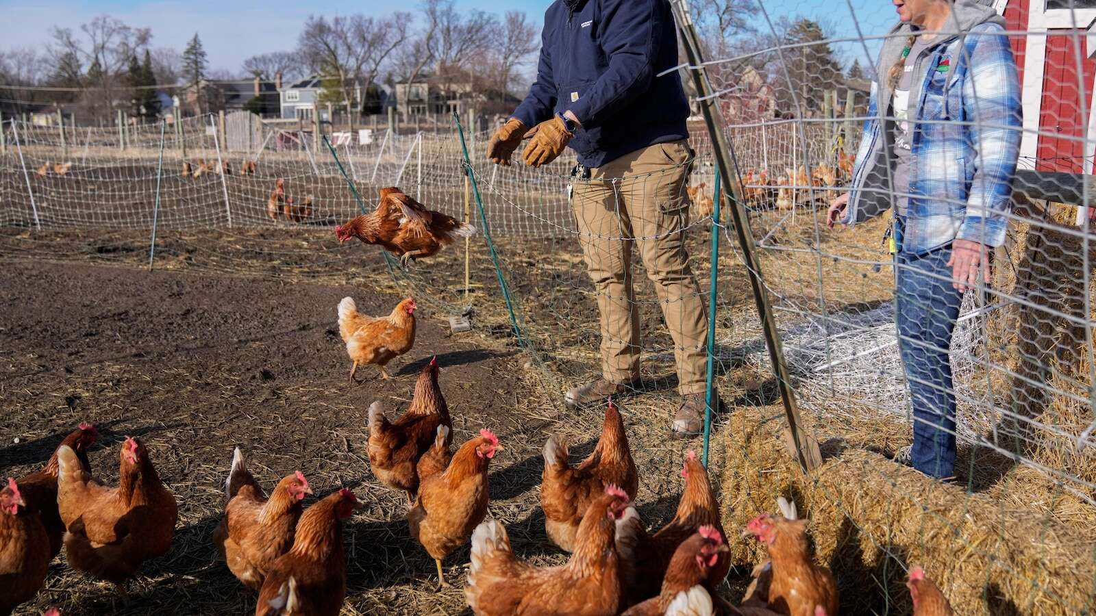 Can suspending a cage-free egg law solve the soaring price problem? Nevada takes a crack at it