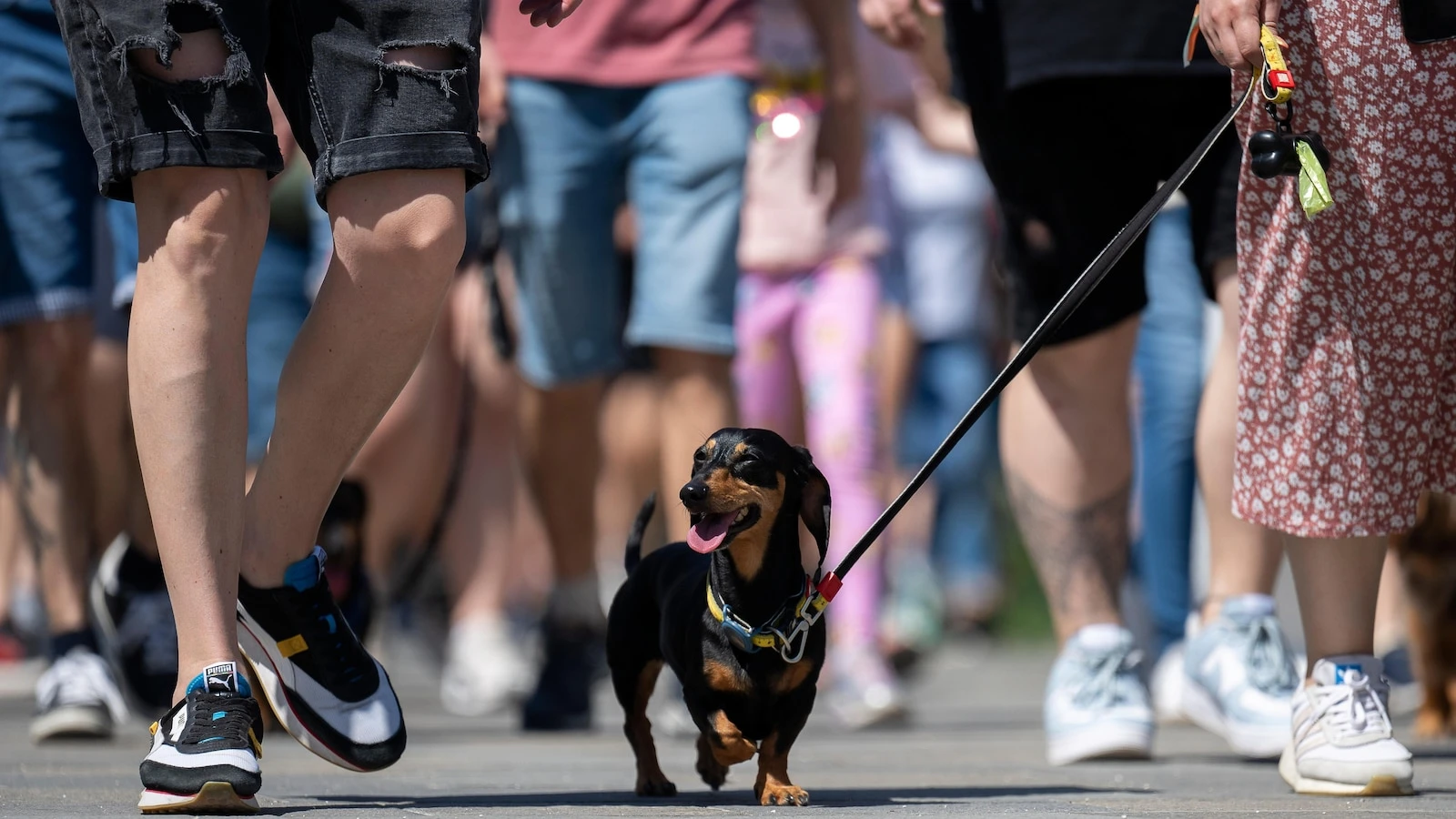 Wiener wonderland: hundreds of dachshunds chase record in Hungary