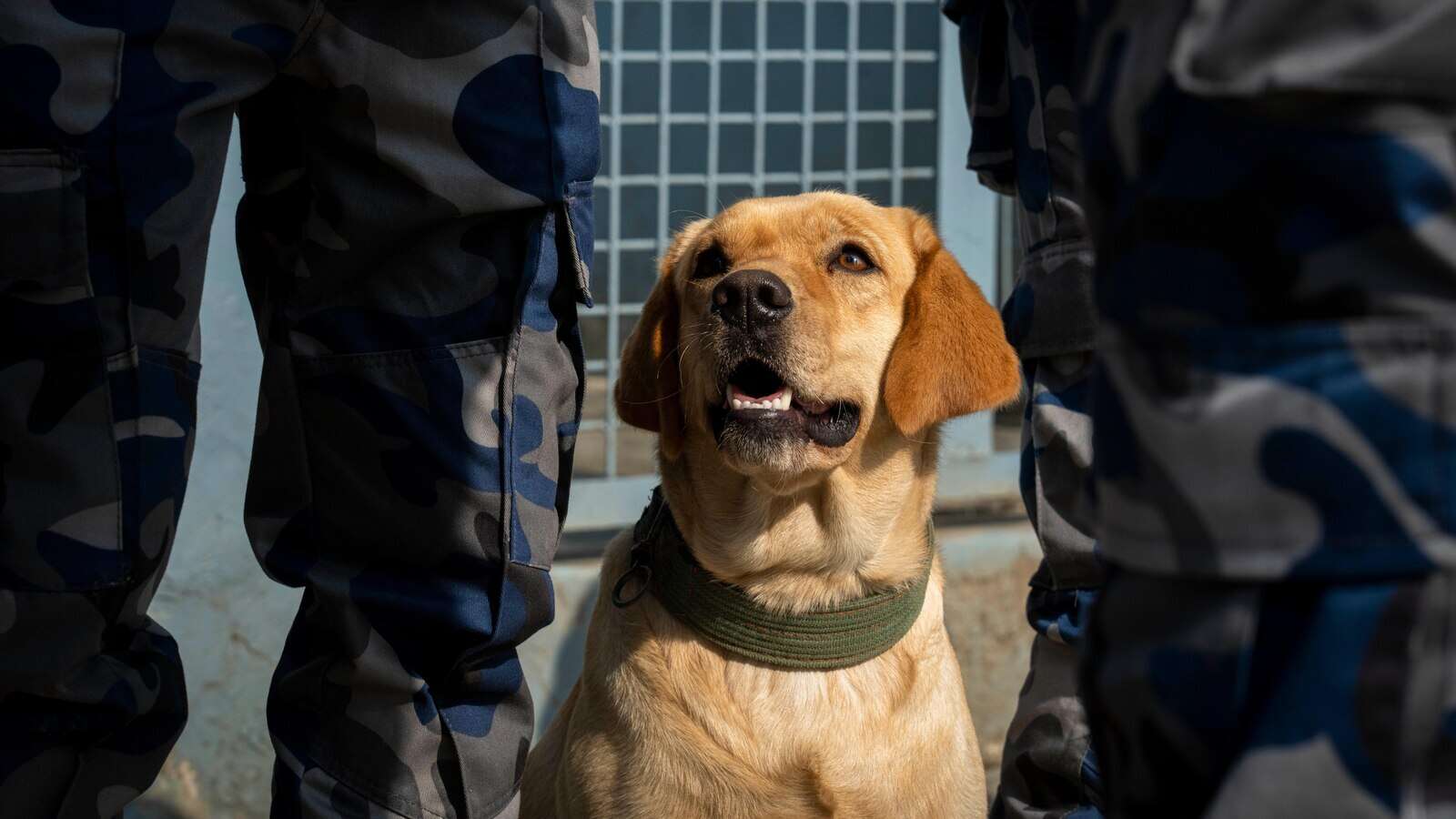 AP Photo: Garlands and treats for beloved dogs in Nepal’s annual Kukur Puja festival