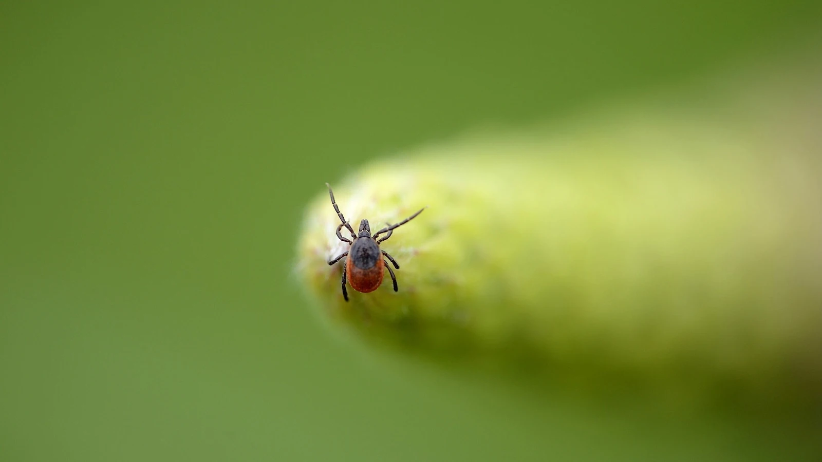Amid rise in weekly ER visits for tick bites, will this season be worse?
