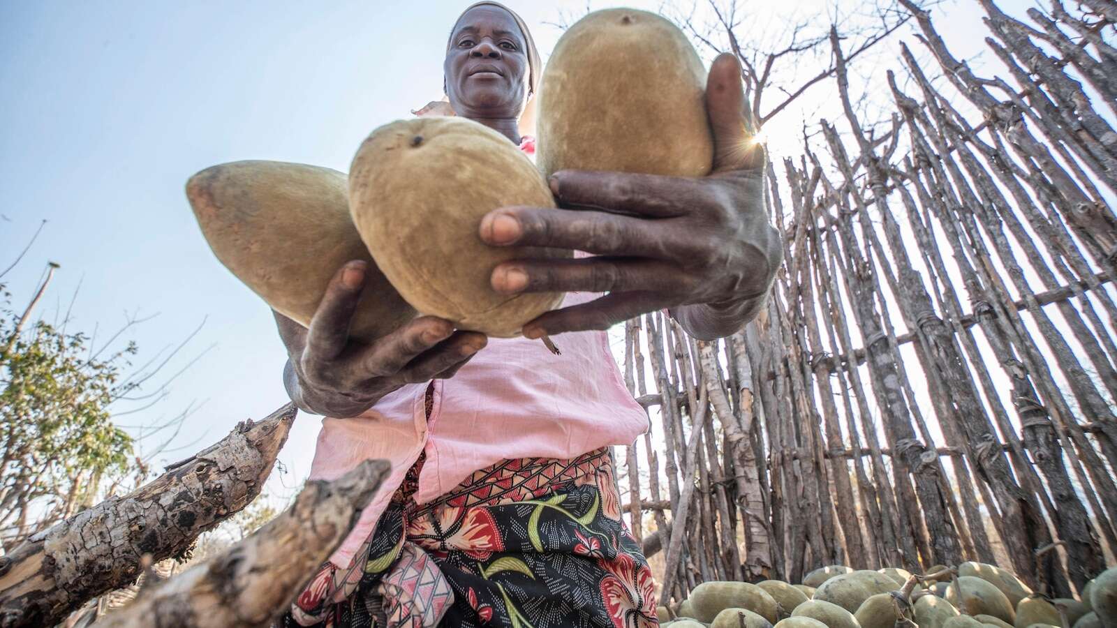 An ancient African tree is providing a new 'superfood' yet local harvesters are barely surviving