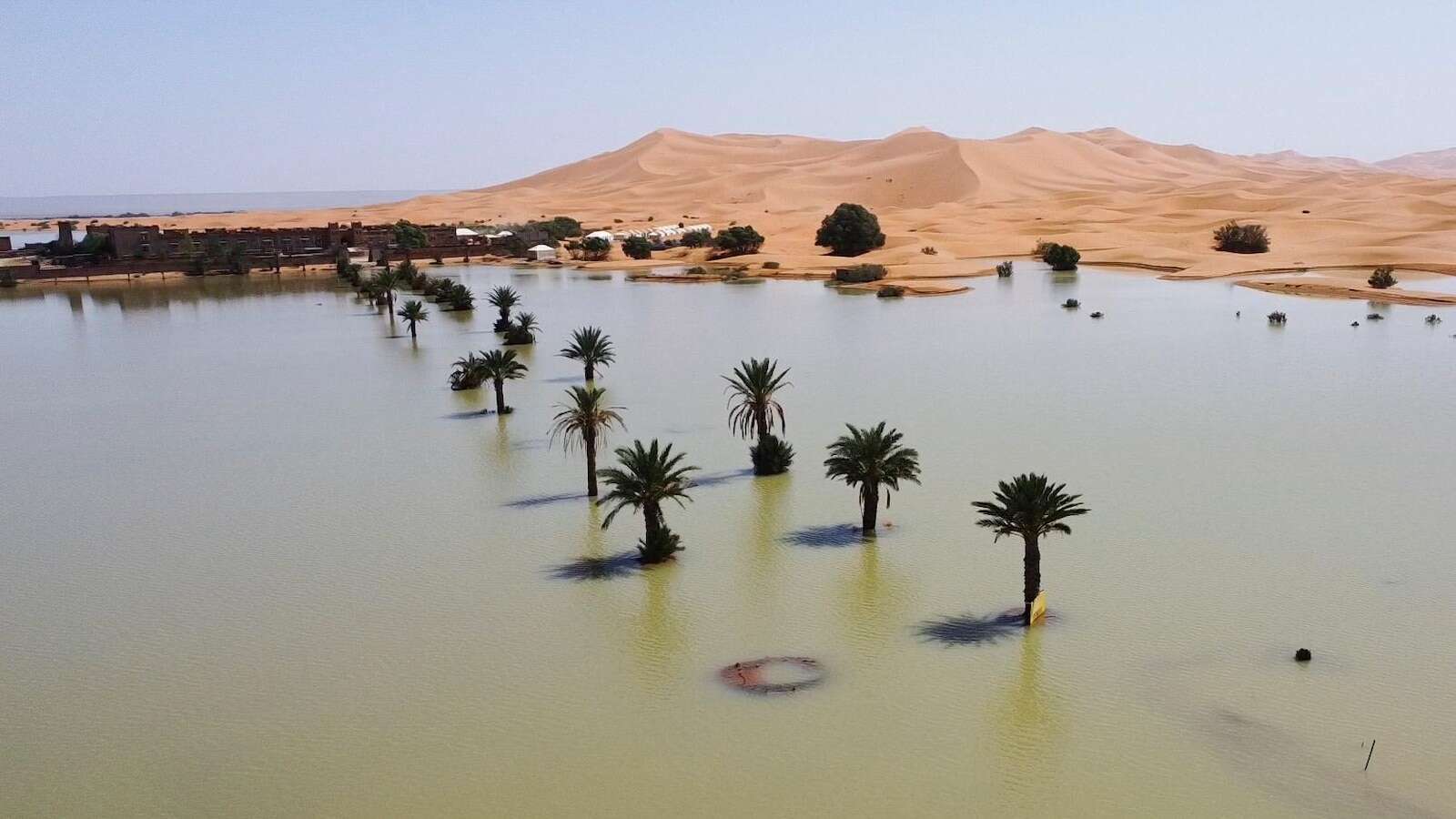 Water gushes through palm trees and sand dunes after rare rain in the Sahara Desert