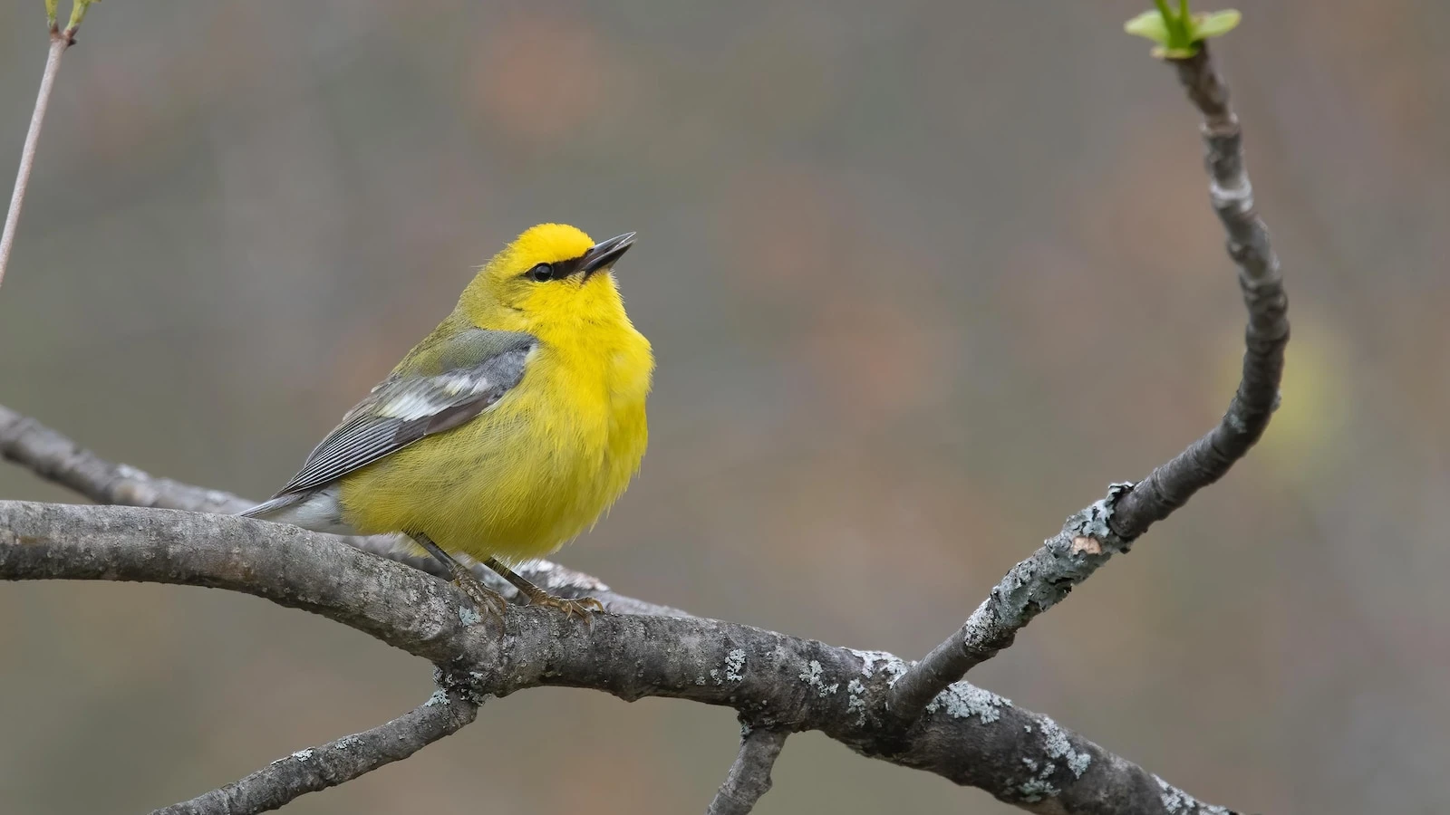 How to turn down the volume and protect wildlife in your yard and gardenGrowing season in many neighborhoods brings an onslaught of lawnmowers, leaf blowers and other power tools43 minutes ago