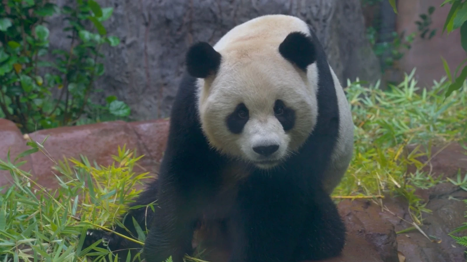Pandas from China make official public debut at San Diego ZooThe public can visit Panda Ridge starting Thursday at 9 a.m. local time.8/8/2024 11:59:00 EDT