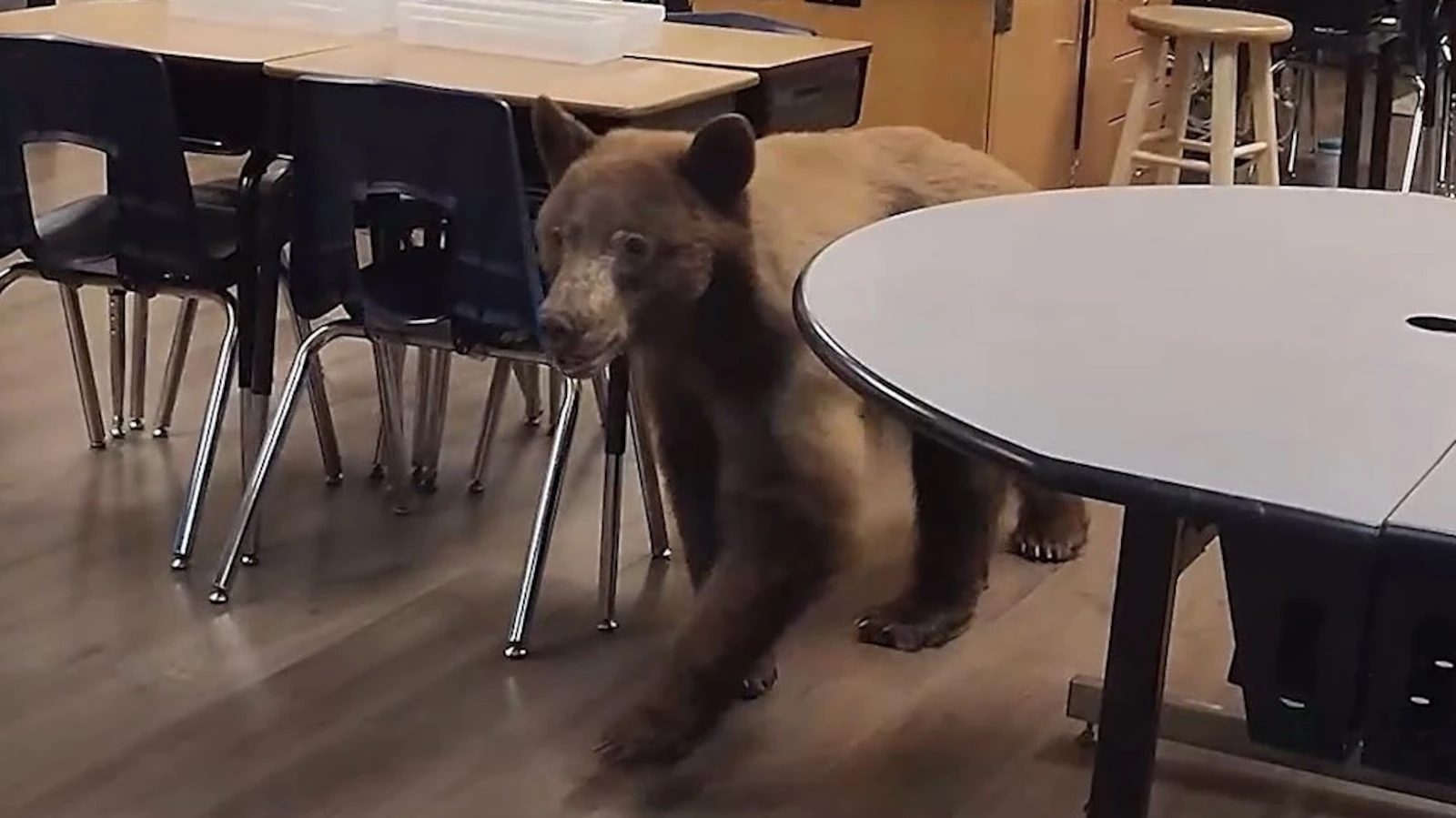 Bear lets itself into classroom, surprises teacher