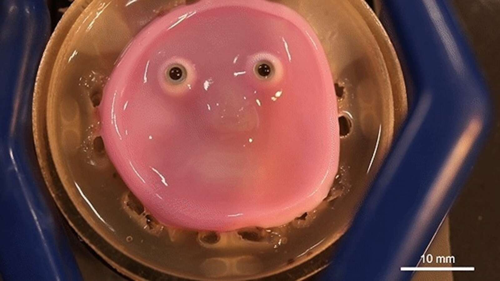 Japanese scientists make robot face with living skin that can smile