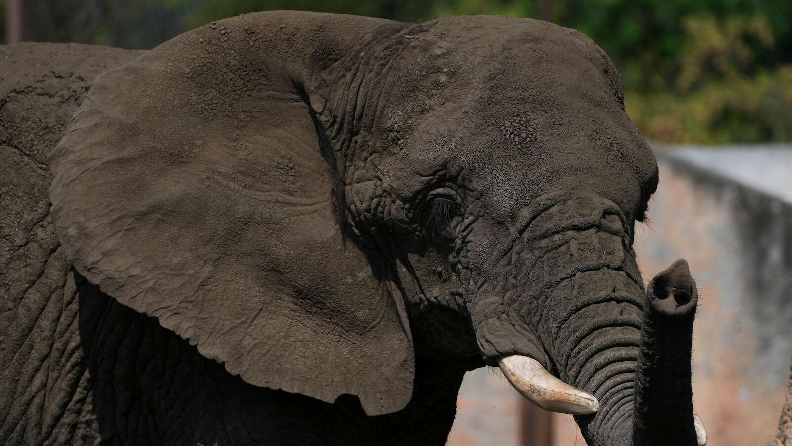 Mexico's Supreme Court orders a zoo to improve conditions for Ely the elephant