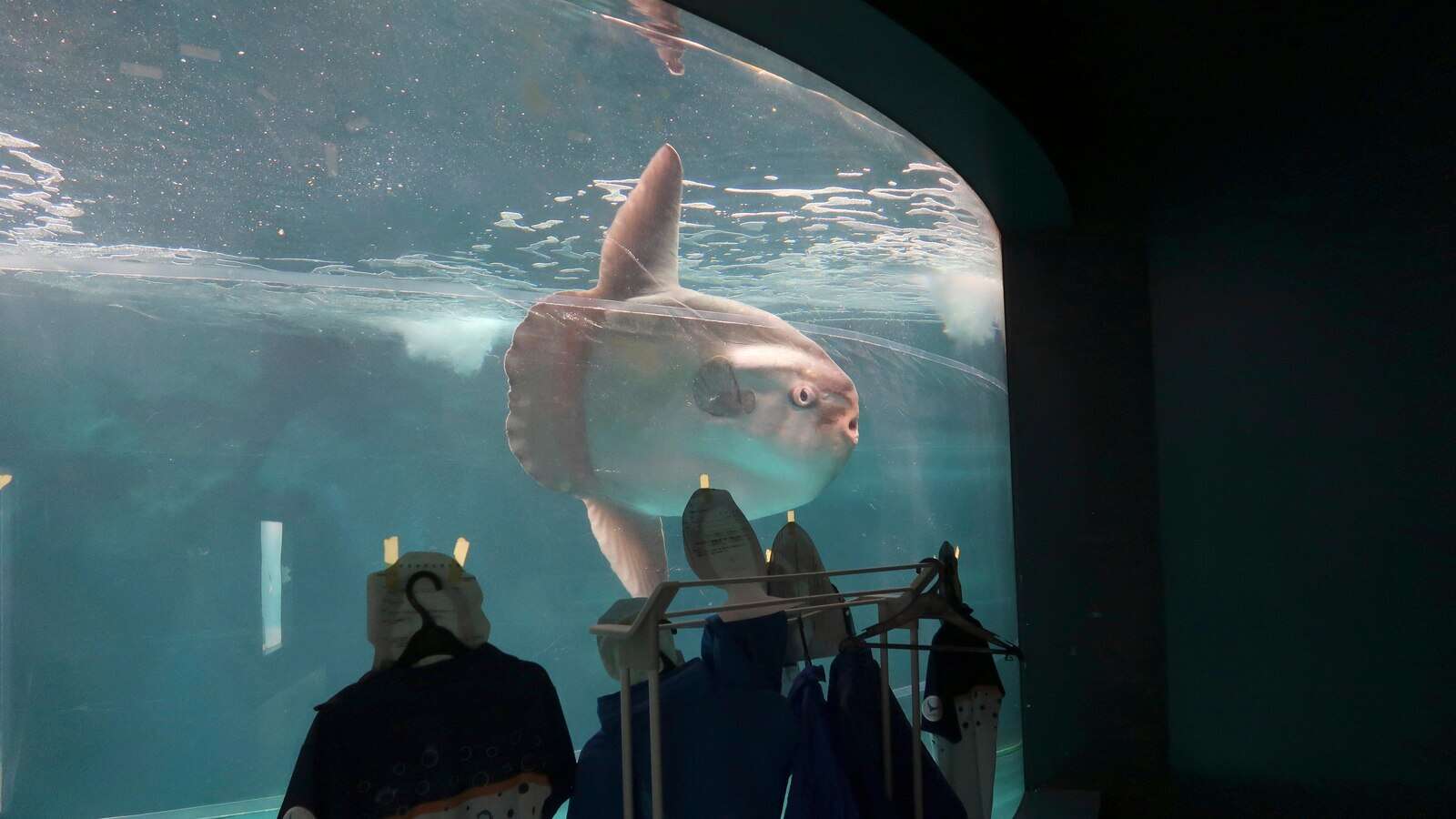 Sunfish that began ailing after aquarium's closure recovers after human cutouts set up outside tank