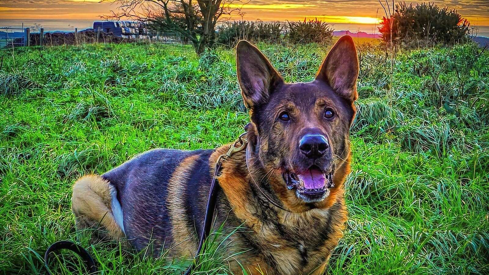 Retired police dog spends his birthday rescuing a missing personBear was celebrating his 12th birthday when he located the 