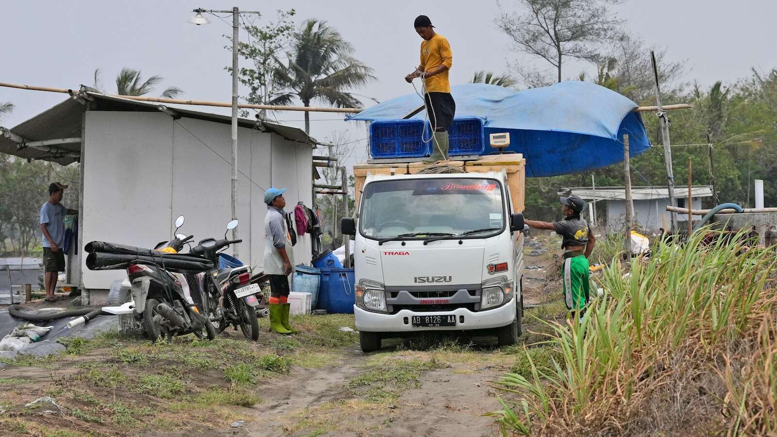 As big supermarkets pursue profits, new research shows growing exploitation of shrimp farmers