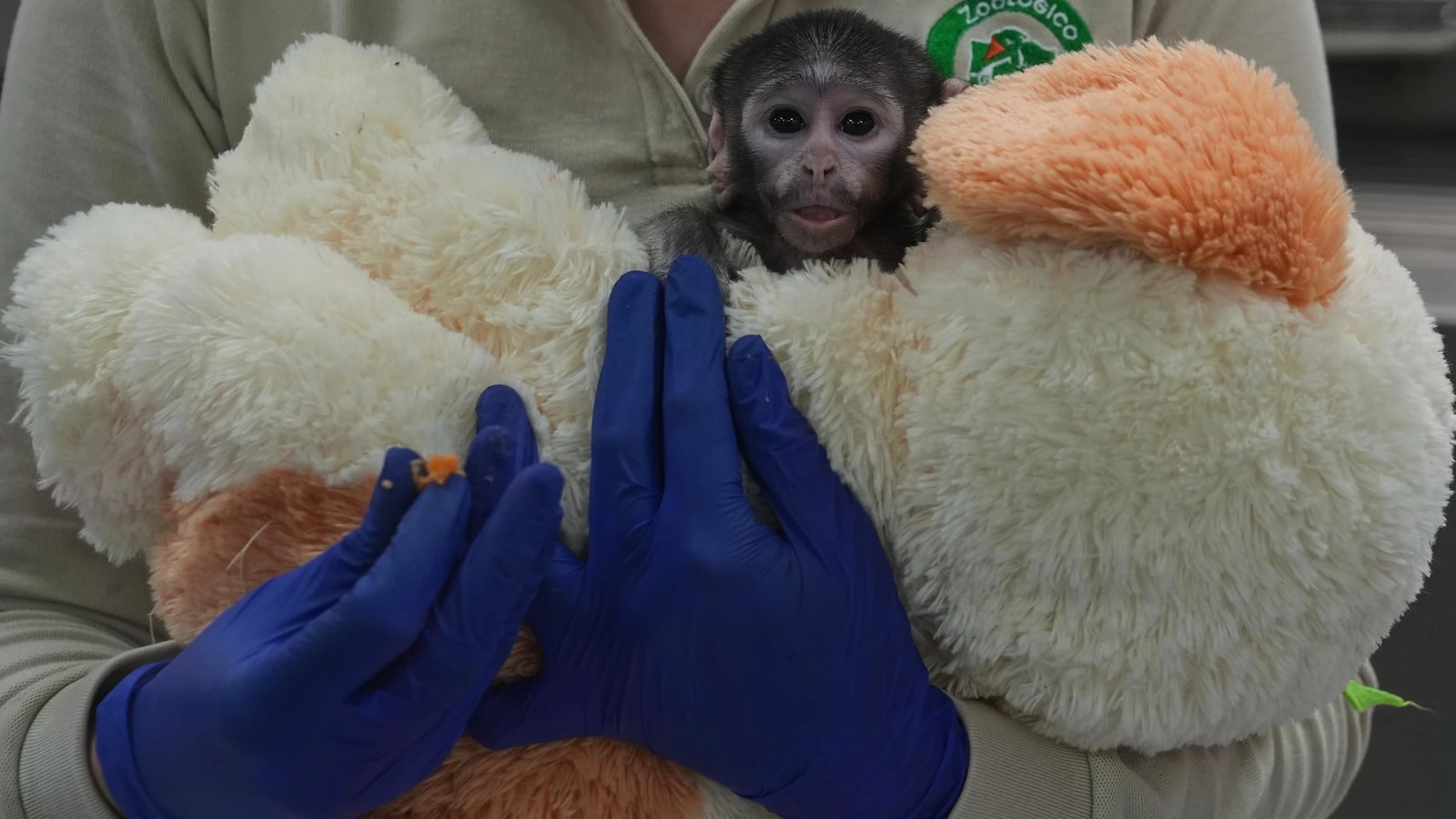 Meet Yuji, the Mexican baby monkey finding comfort in a plush companion