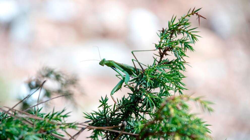 STOCK PHOTO/Getty ImagesChristmas tree pests: Woman opens up about surprise encounterAndrea Coward said she wants to raise awareness about the potential issue.11/29/2023 11:27:09 EST