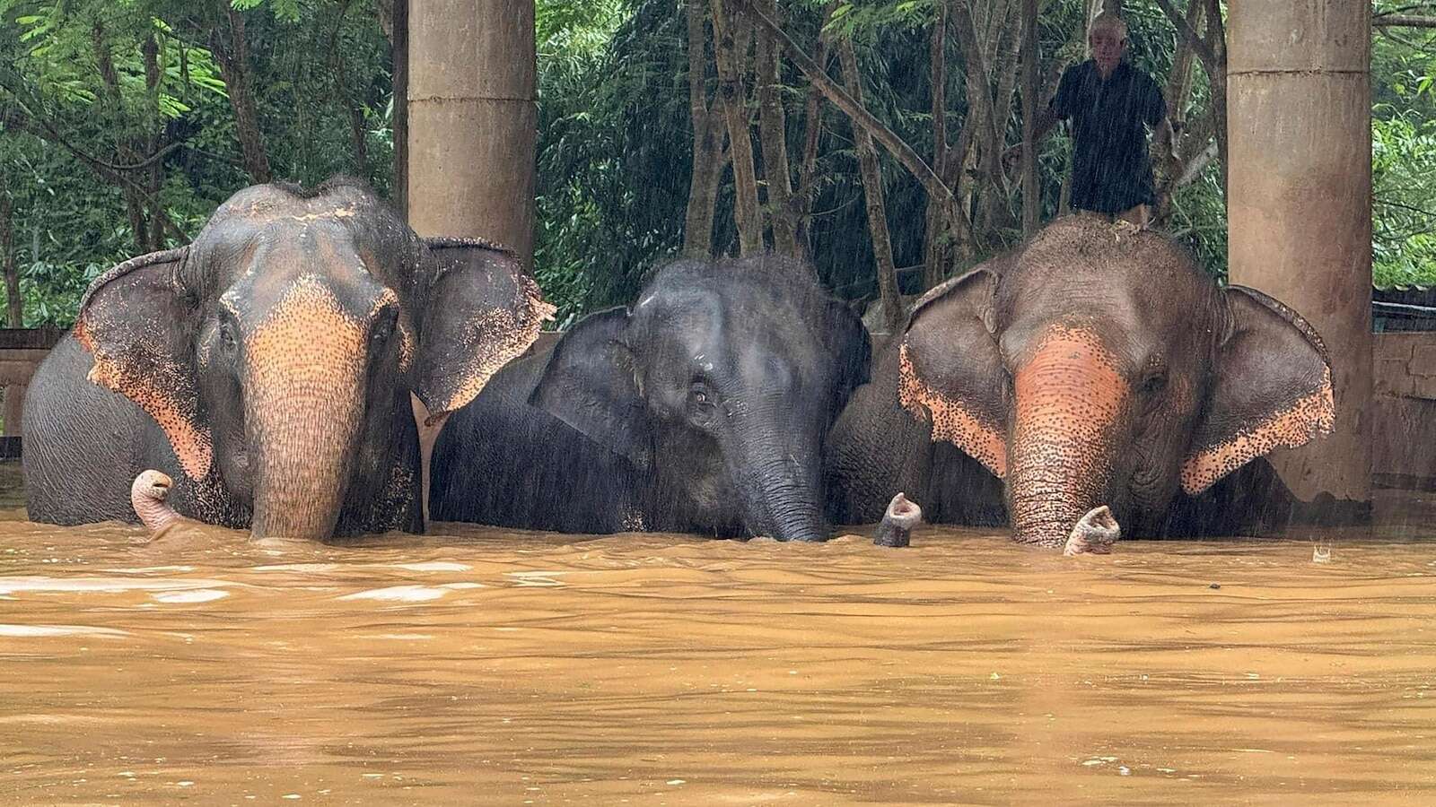 Flooding from seasonal rains threatens residents in northern Thailand, including elephants