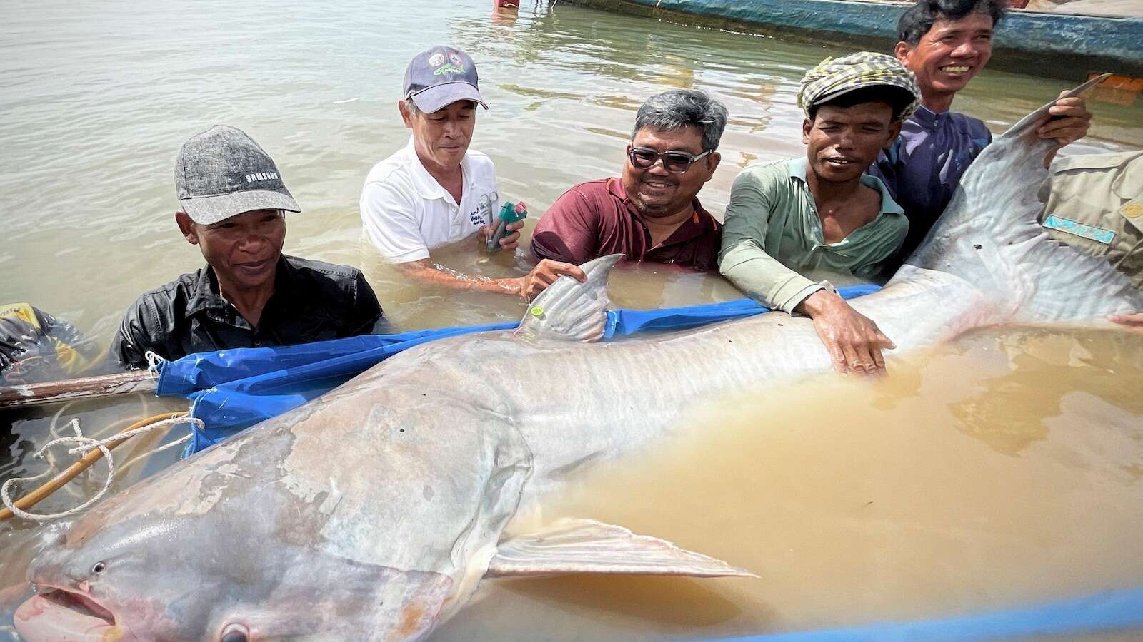 Huge and rare Mekong catfish spotted in Cambodia, raising conservation hopes