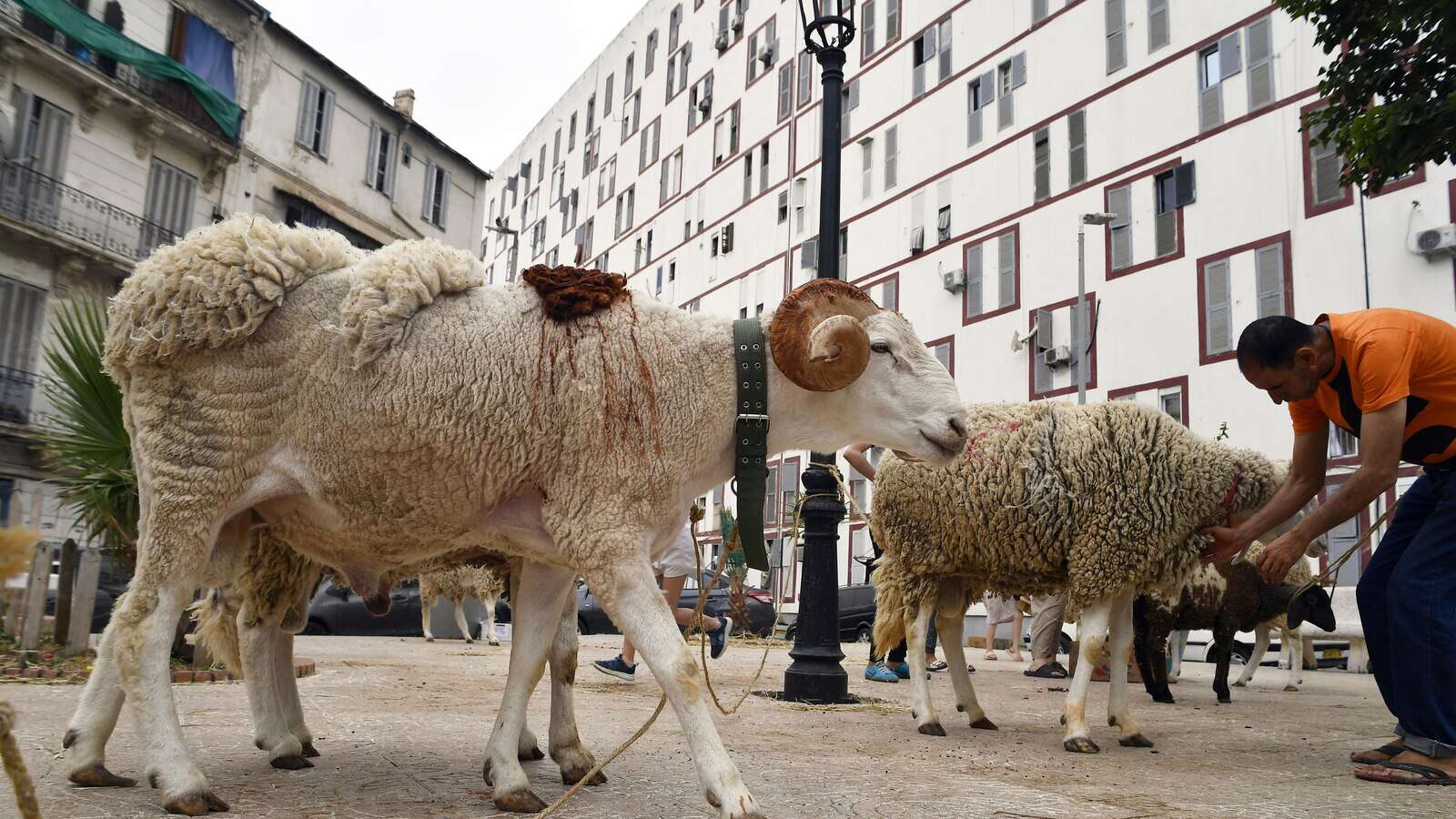 Algeria plans to import one million sheep ahead of Islam's Eid Al-Adha