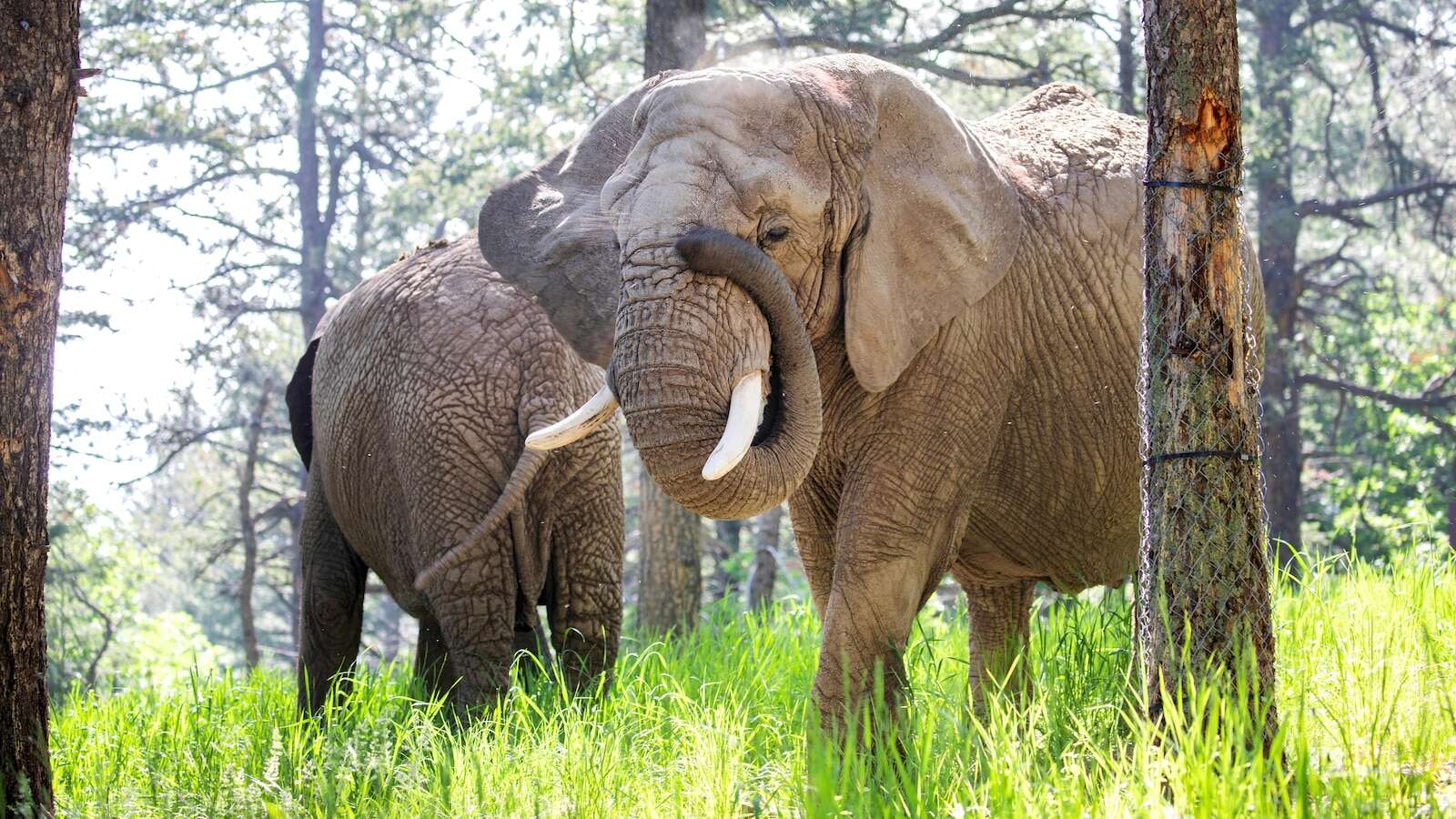 Can an elephant sue to leave a zoo? Colorado's top court must now decideColorado’s highest court is considering whether five zoo elephants can challenge their confinement under a legal process mainly used by prisoners to dispute their detentionOctober 24, 2024