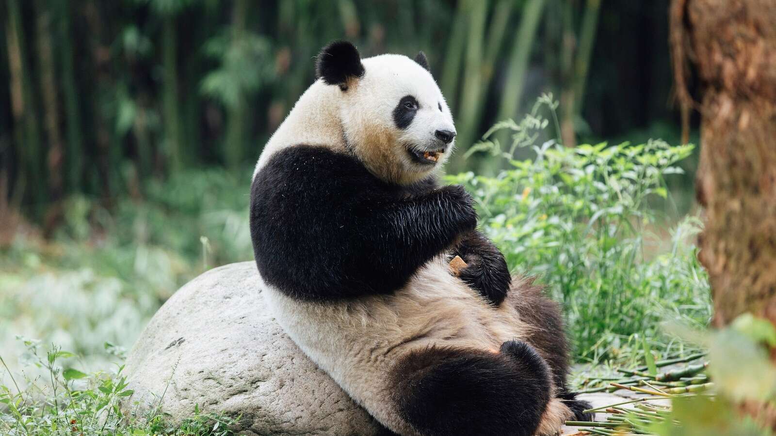 Hong Kong welcomes new giant pandas gifted by Beijing, raising hopes for tourism boost