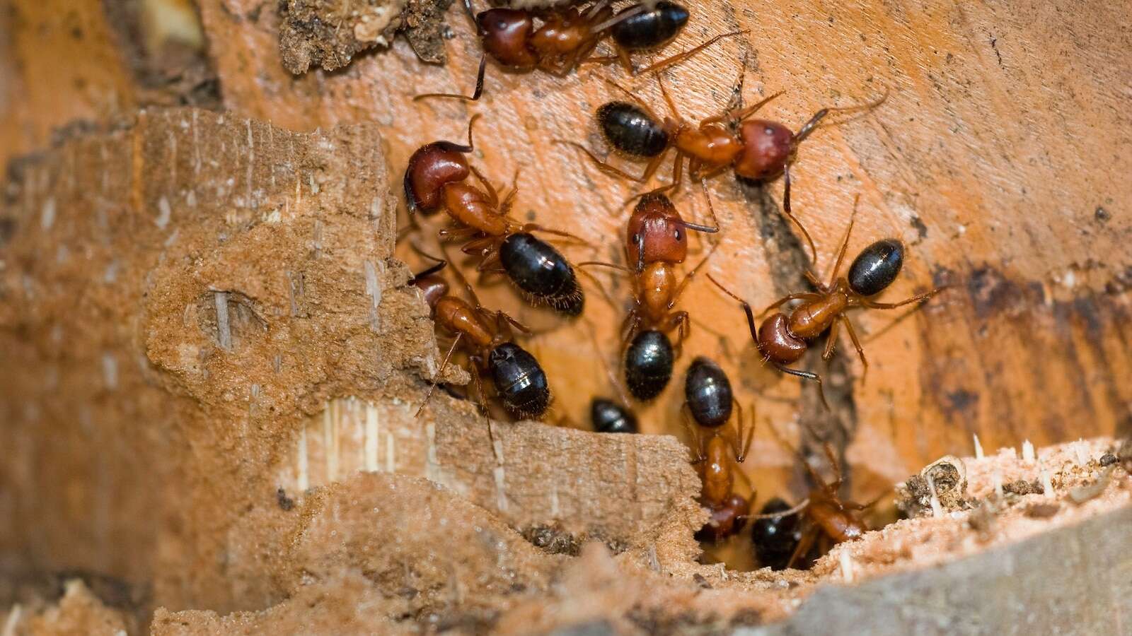 These ants can perform leg amputations and know when it's needed, study saysFlorida carpenter ants were observed performing surgery on each other.7/3/2024 03:56:31 EDT