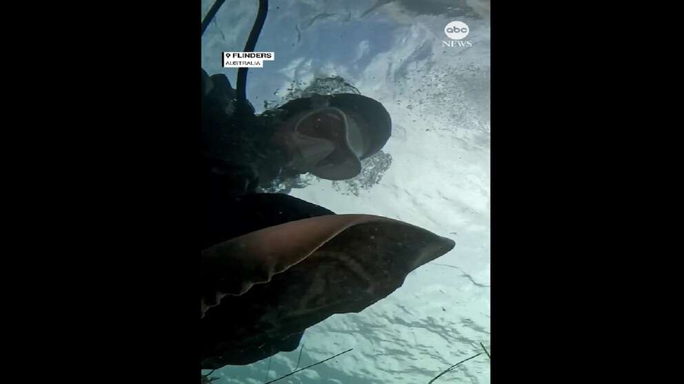 Off the hook: Diver frees ray from fishing line