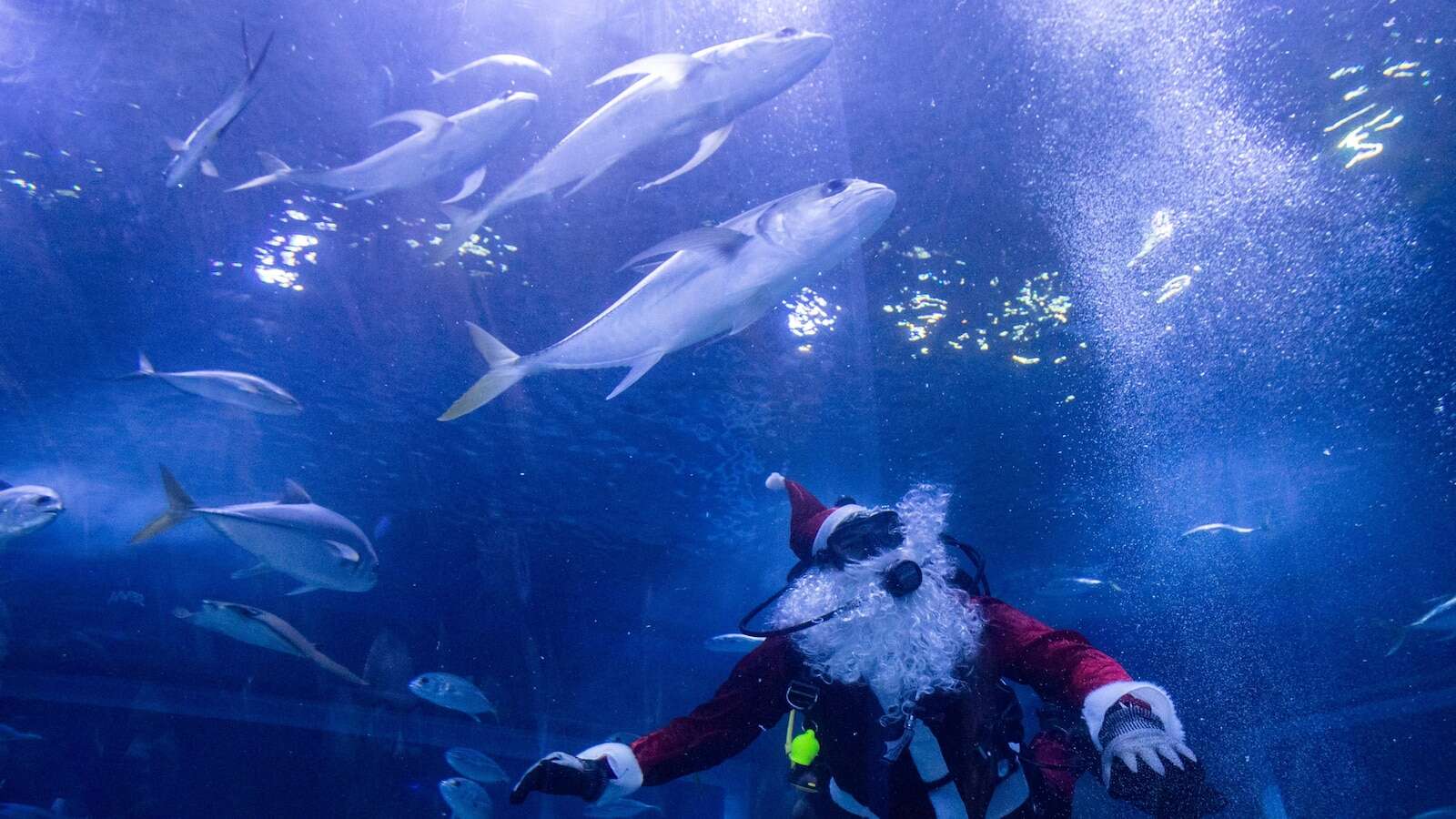 Santa Claus joins sharks for a holiday swim at a Rio de Janeiro aquarium