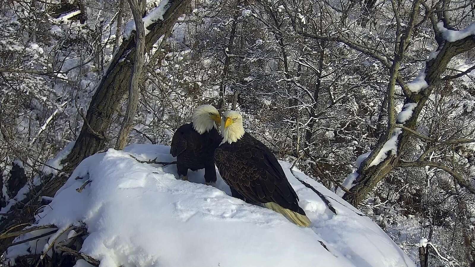 New eagle camera is going live in Minnesota to the delight of global viewers