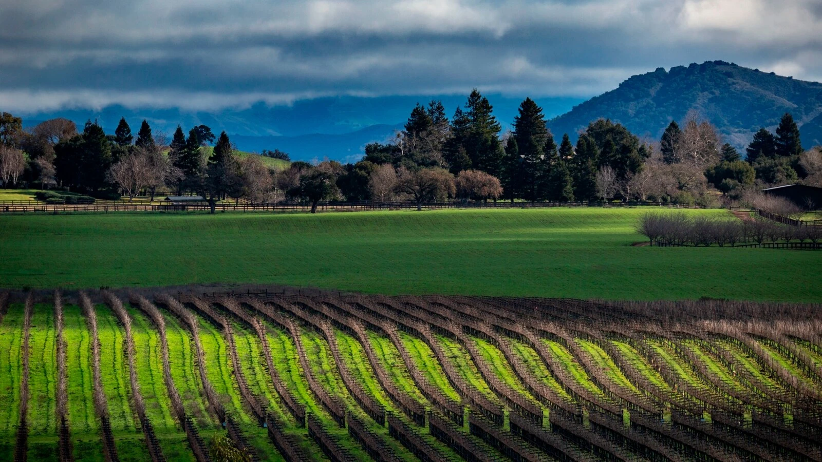 Why climate change could soon make 70% of the world's wine regions unsuitable