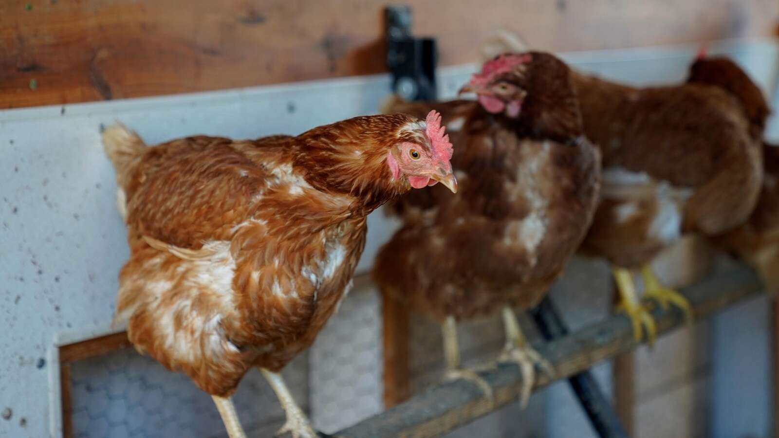 Vaccinating poultry could help cut soaring egg prices but US remains hesitant