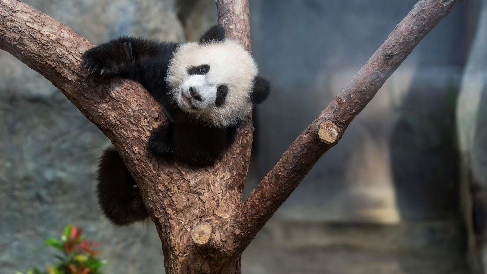 Hong Kong residents compete to name twin panda cubs who just turned 6 months old