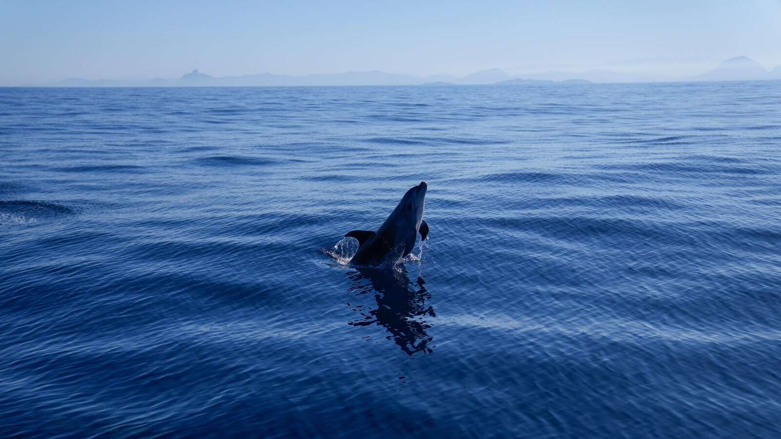 Growing whale-watching excursions near Rio de Janeiro's coast captivate tourists