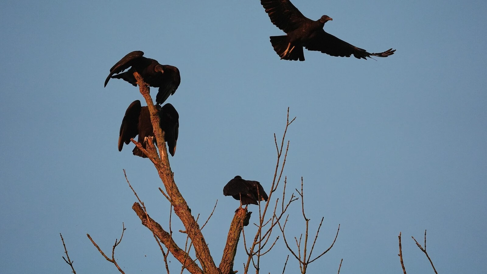 Black vultures attack, kill cattle. Climate change one reason they're spreading north