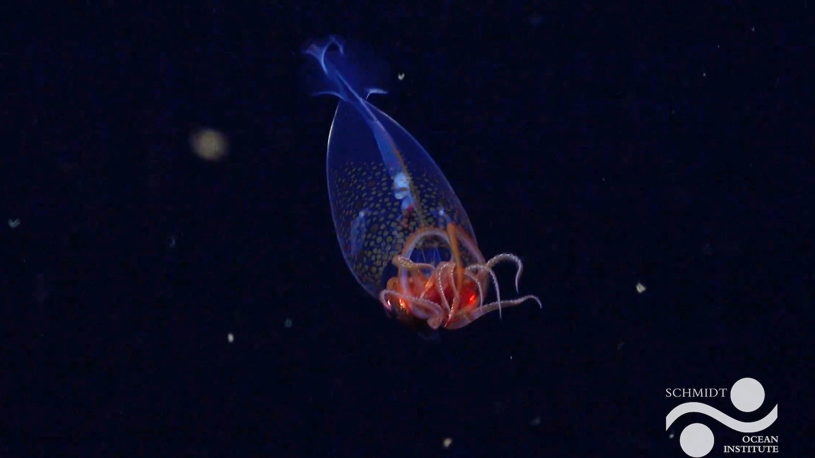 Colossal squid captured on camera for first time