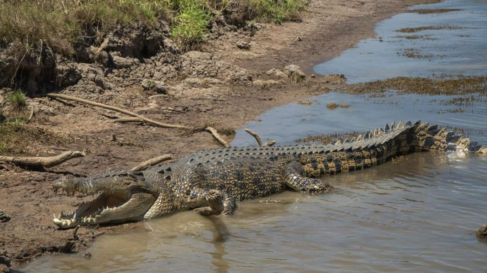 12-year-old child missing after being attacked and taken by crocodile: Report