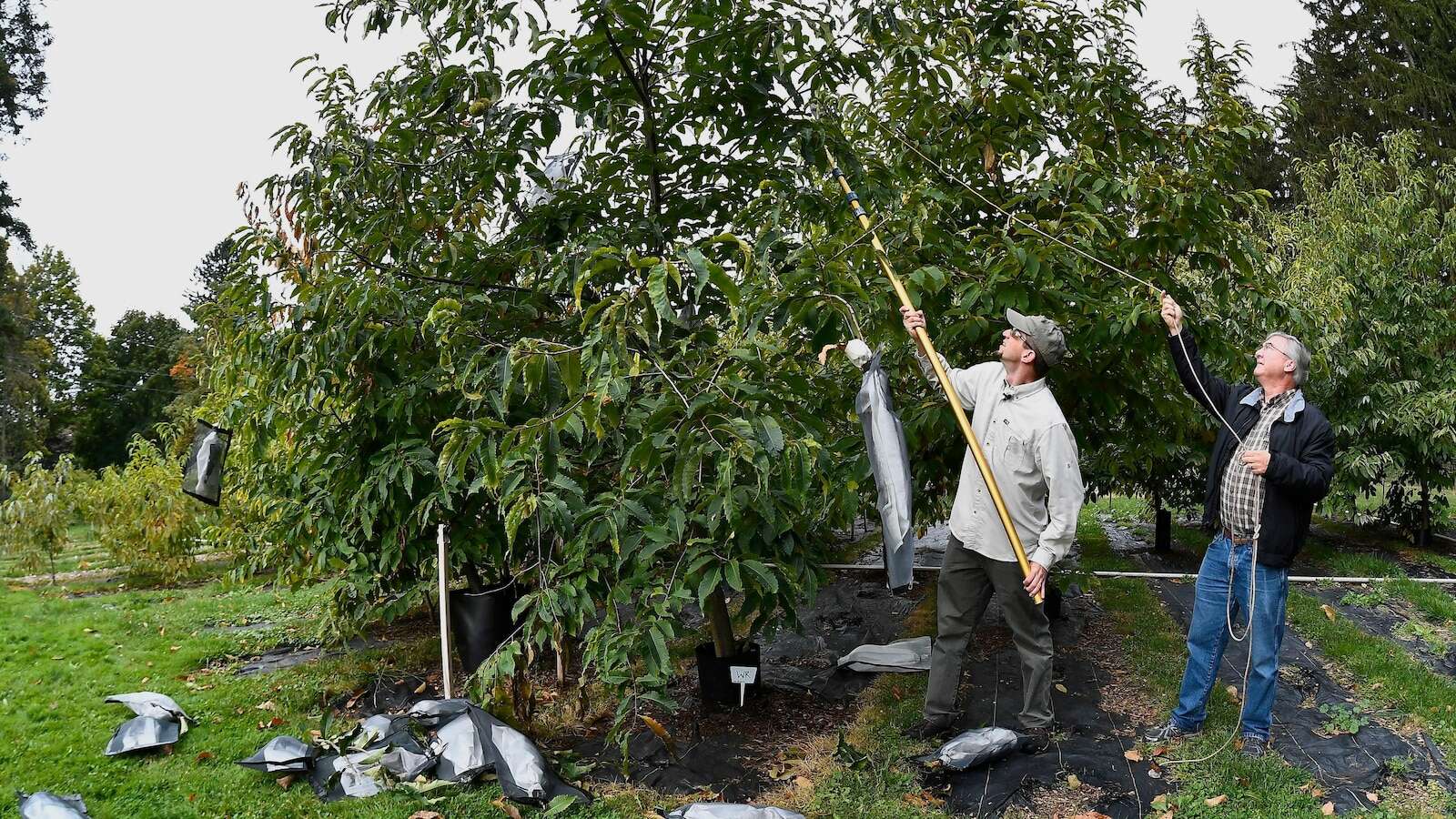 'Tis the season for roasting chestnuts. But in the US, native ones are almost gone