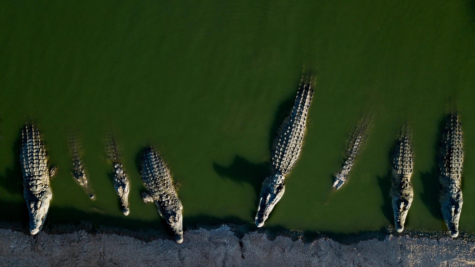 Israel euthanizes crocodiles after repeated escapes and inhumane treatment