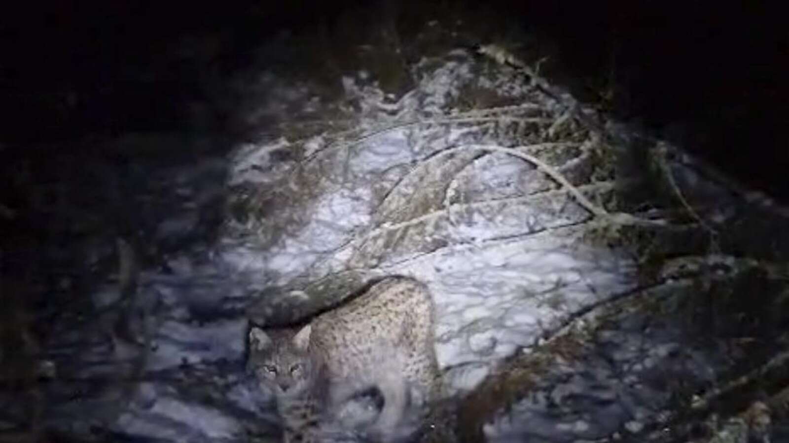 One of four lynx captured in the Scottish Highlands dies