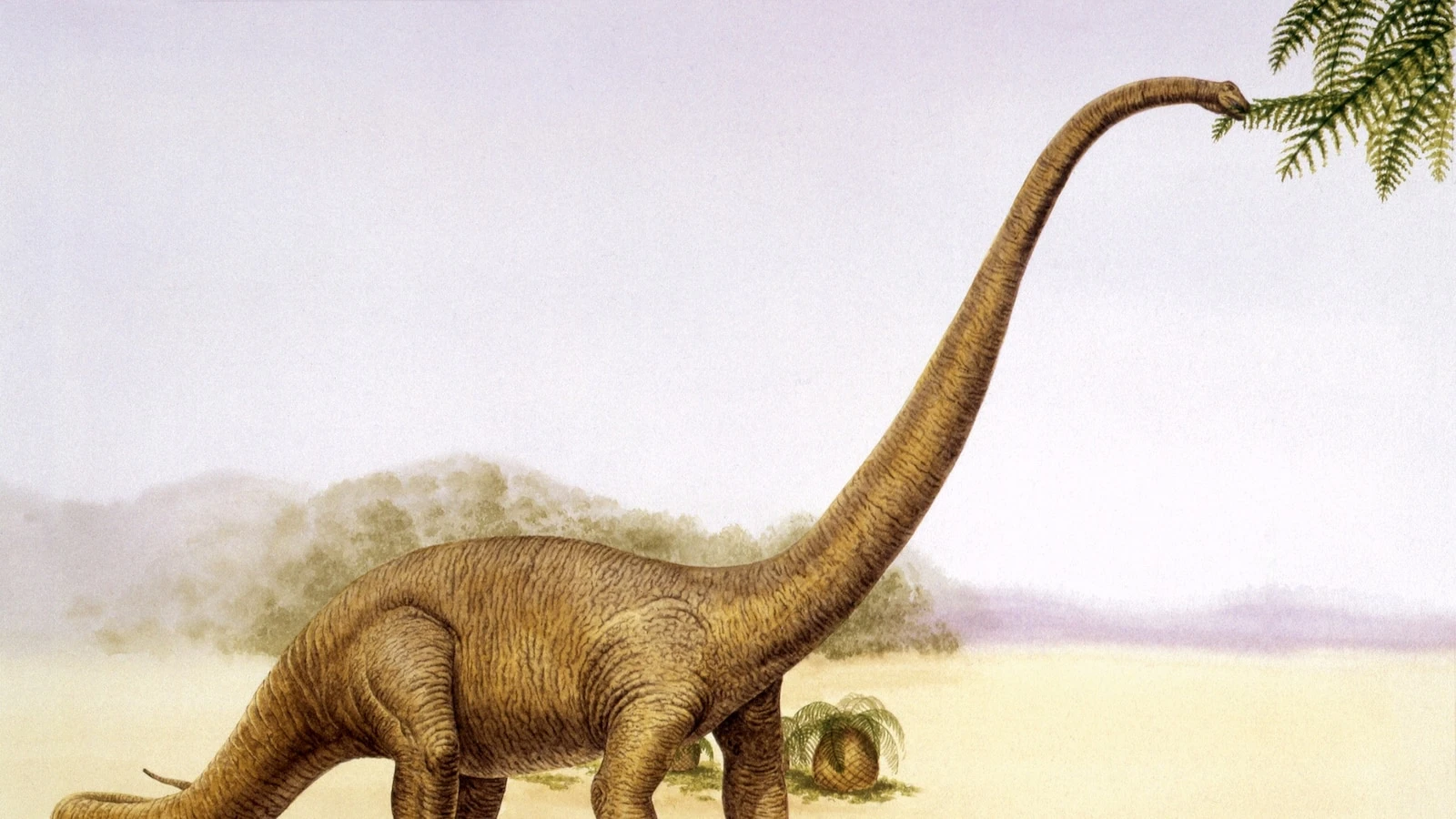 New eusauropod with 39-foot neck discovered in China