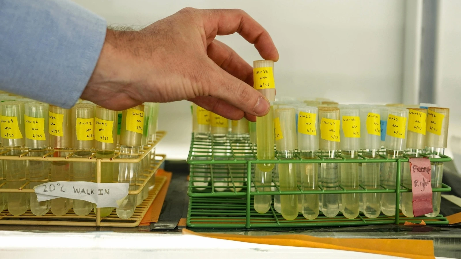 Warming seas threaten key phytoplankton species that fuels the food web, study finds