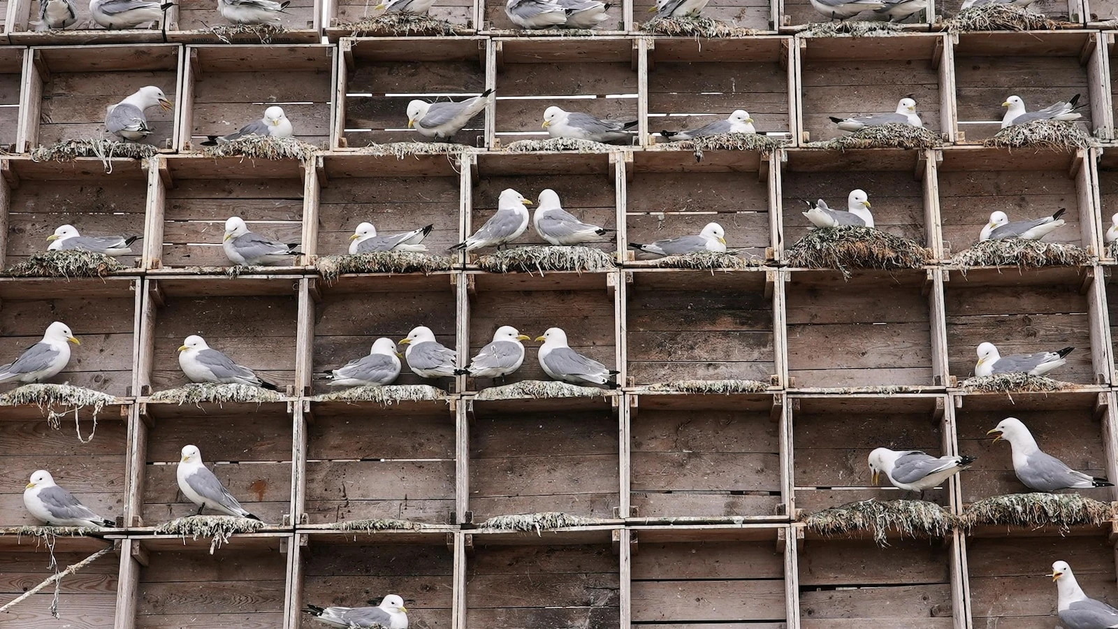 Arctic birders combat impact of climate change and avian flu on delicate ecosystem