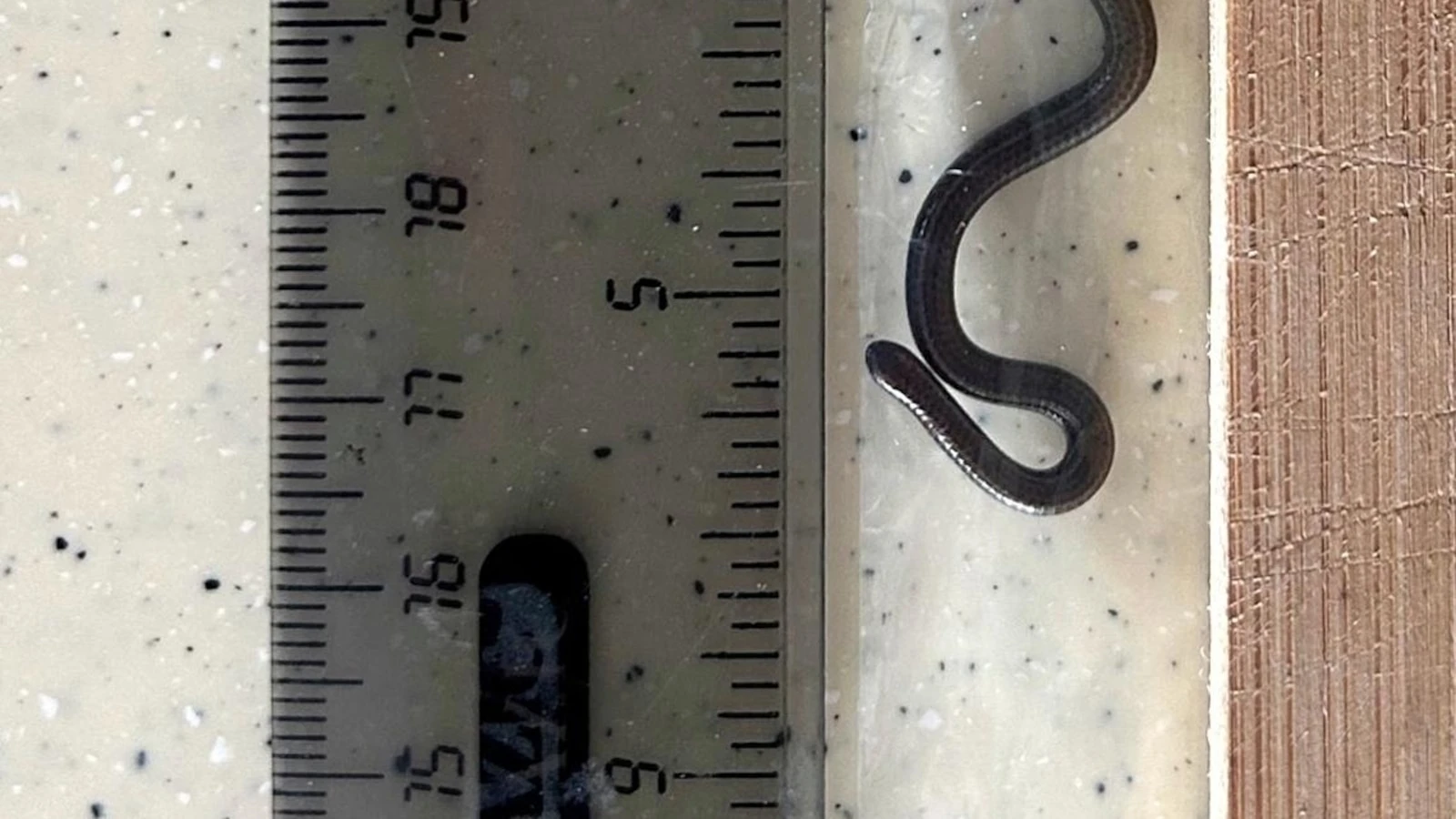Scientists overturn hundreds of rocks to rediscover world's smallest-known snake