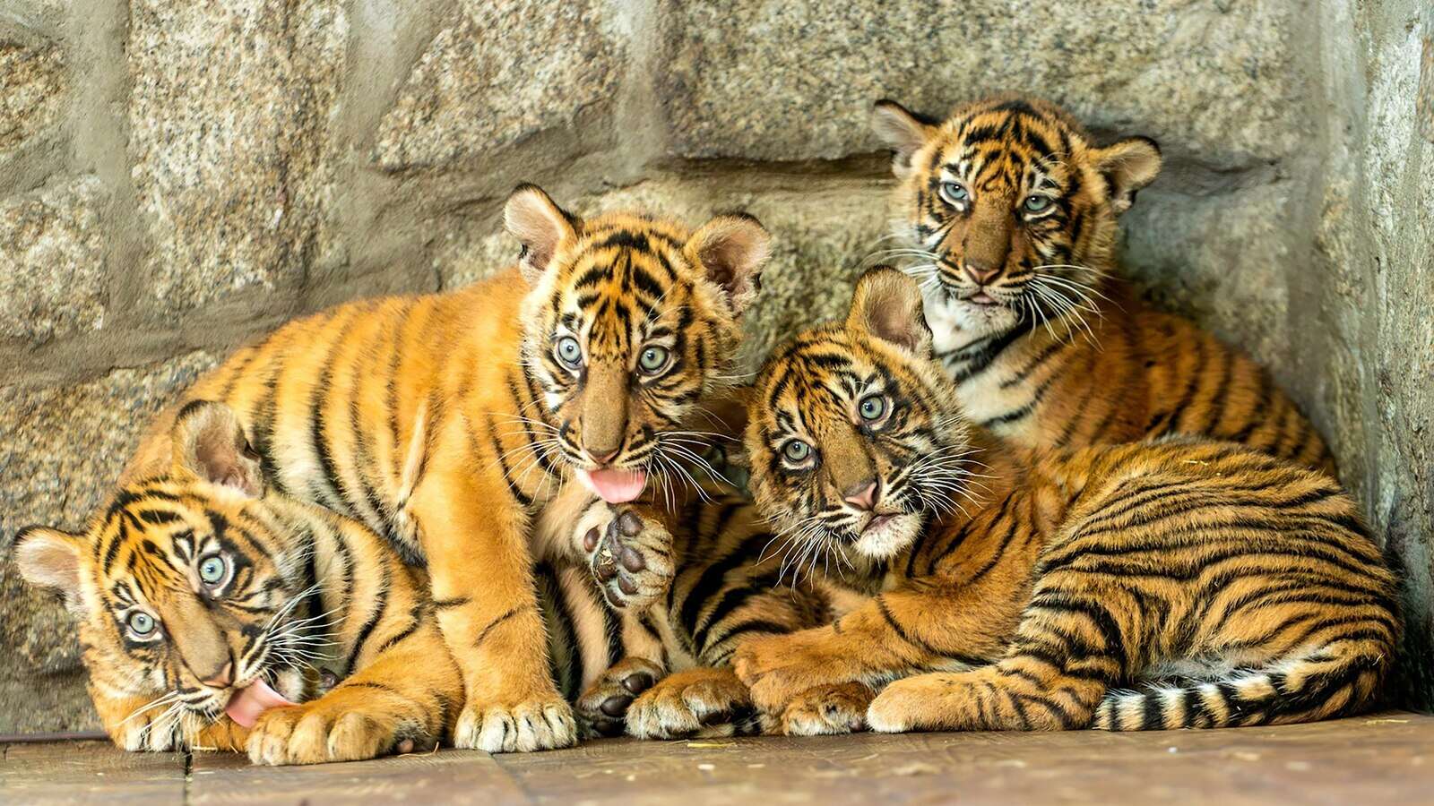 Polish zoo celebrates the birth of 4 Sumatran tigers, a critically endangered species