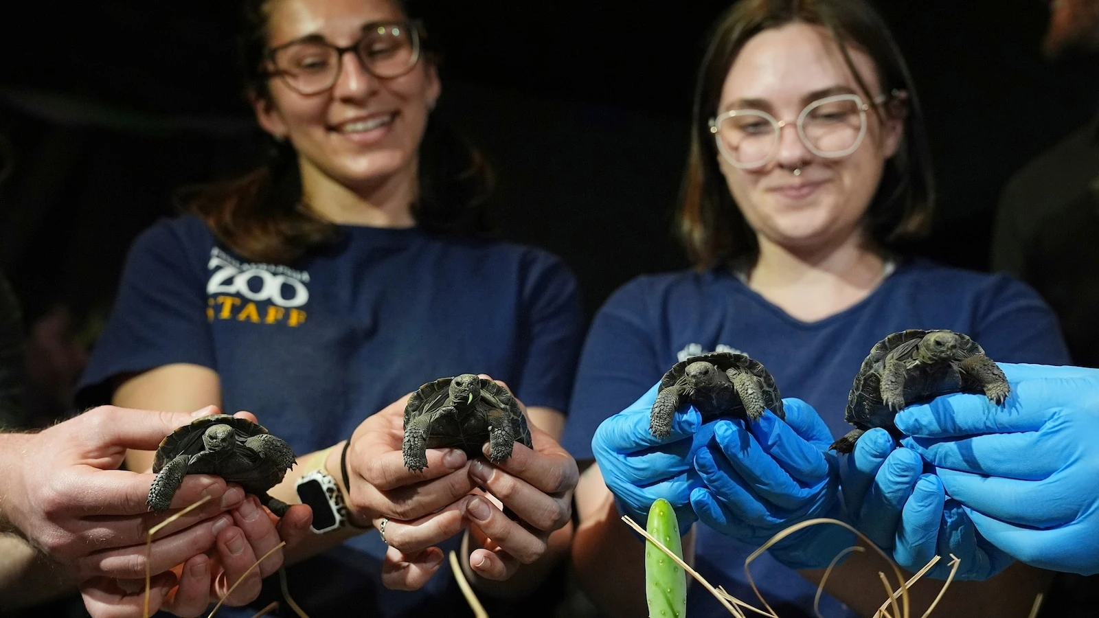 Tortoise hatchlings named after legendary Golden GirlsThe Philadelphia Zoo says the hatchlings are 