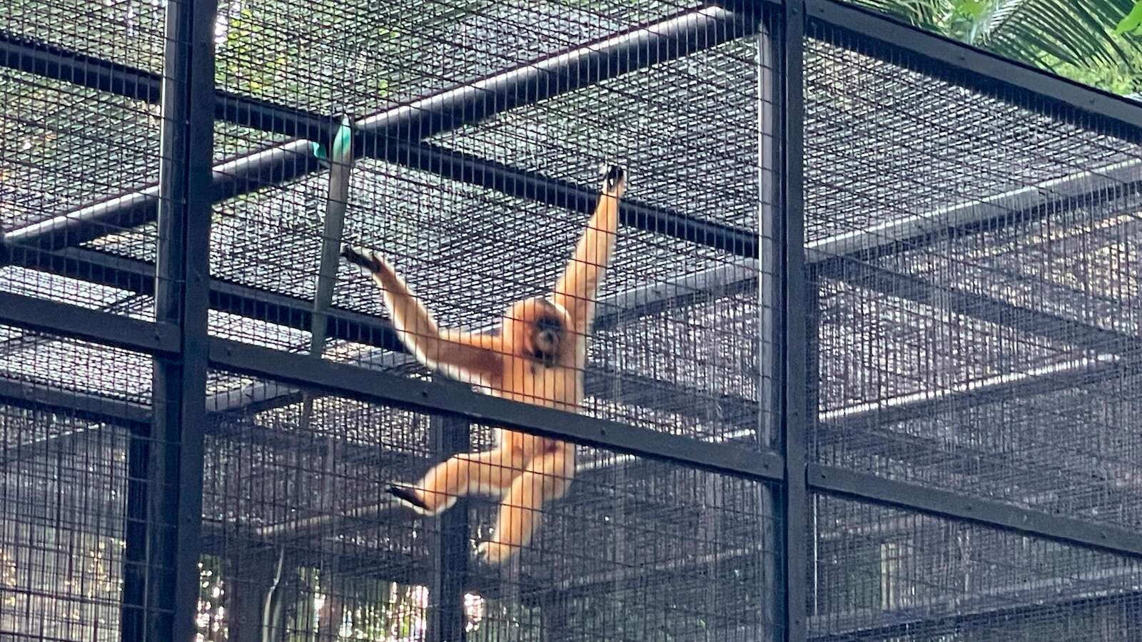 9 monkeys who died in Hong Kong's zoo in 2 days had been infected with melioidosis, officials say